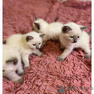 Photo №1. balinese cat - for sale in the city of Ashford | 361$ | Announcement № 174379
