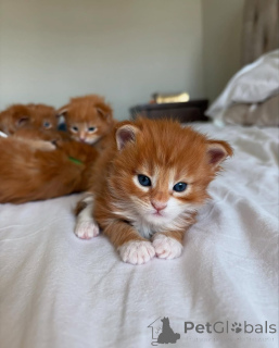 Photo №1. maine coon - for sale in the city of Munich | 376$ | Announcement № 150609