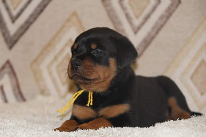 Photo №2 to announcement № 5833 for the sale of rottweiler - buy in Russian Federation from nursery