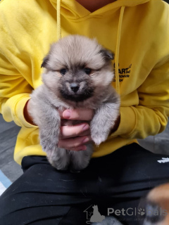 Photo №2 to announcement № 164307 for the sale of chihuahua - buy in Germany 