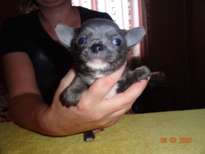 Photo №2 to announcement № 5906 for the sale of chihuahua - buy in Russian Federation breeder