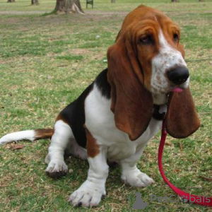 Photo №1. basset hound - for sale in the city of Aarau | negotiated | Announcement № 19665