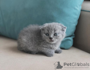 Photo №1. scottish fold - for sale in the city of Fort Lauderdale | 260$ | Announcement № 100115