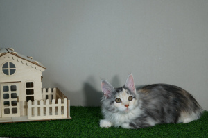 Photo №1. maine coon - for sale in the city of Kazan | 333$ | Announcement № 4405