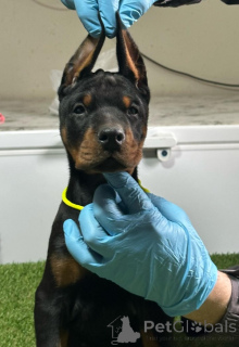 Photo №4. I will sell dobermann in the city of Бачка-Паланка. breeder - price - negotiated