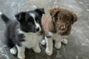Photo №1. border collie - for sale in the city of Antwerp | 723$ | Announcement № 161798