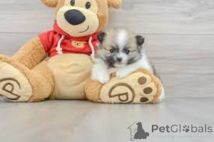 Photo №3. Teacup Pomeranian Puppies. Germany