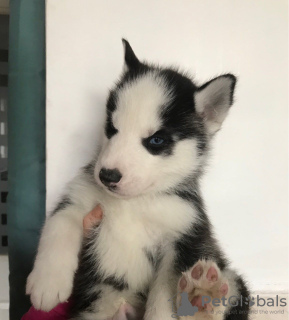 Photo №1. siberian husky - for sale in the city of Nuremberg | 300$ | Announcement № 70923