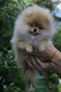 Photo №3. Pomeranian Spitz. Ukraine