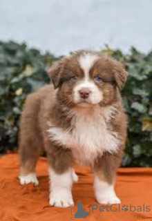 Photo №4. I will sell australian shepherd in the city of New York. private announcement, breeder - price - 1000$