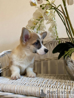 Additional photos: Welpen von Corgi