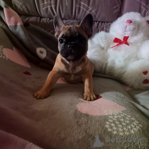 Photo №3. french bulldog puppy for sale. Finland