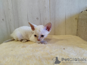 Photo №1. devon rex - for sale in the city of Кашира | 195$ | Announcement № 96126