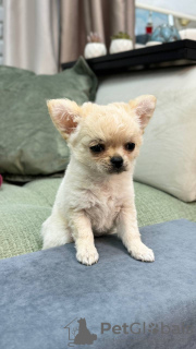 Photo №2 to announcement № 105764 for the sale of chihuahua - buy in Germany breeder