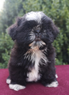 Photo №2 to announcement № 7146 for the sale of shih tzu - buy in Ukraine from nursery, breeder