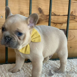 Photo №2 to announcement № 64583 for the sale of french bulldog - buy in Germany 