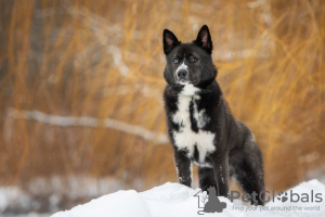 Additional photos: Handsome mixed-breed husky Cosmos is looking for a home!