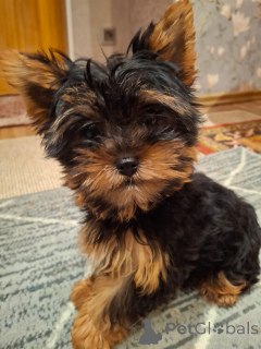 Photo №3. Purebred Yorkshire Terrier puppies. . Lithuania