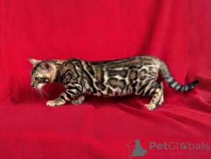 Photo №1. bengal cat - for sale in the city of Berlin | 235$ | Announcement № 142823