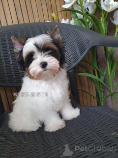 Photo №2 to announcement № 174825 for the sale of beaver yorkshire terrier - buy in Georgia private announcement, from nursery, breeder