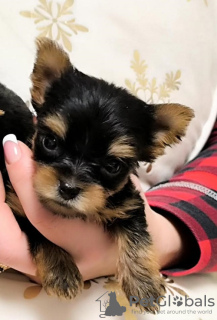 Photo №2 to announcement № 129211 for the sale of yorkshire terrier - buy in Serbia breeder