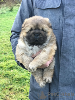 Photo №2 to announcement № 126079 for the sale of chow chow - buy in Serbia breeder