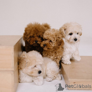 Additional photos: Maltipoo F1