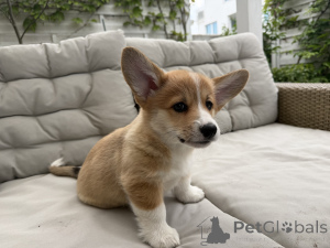 Photo №2 to announcement № 168788 for the sale of welsh corgi - buy in Poland breeder