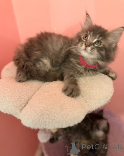 Photo №3. Maine-Coon-Kätzchen. Germany