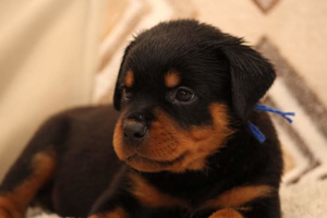 Photo №4. I will sell rottweiler in the city of Penza. from nursery - price - 399$