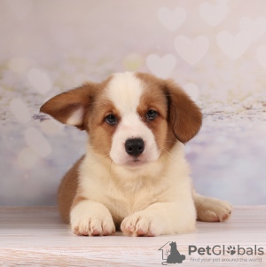 Photo №2 to announcement № 13112 for the sale of welsh corgi - buy in Ukraine breeder