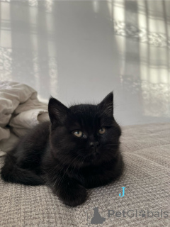 Photo №2 to announcement № 160106 for the sale of british shorthair - buy in Germany private announcement