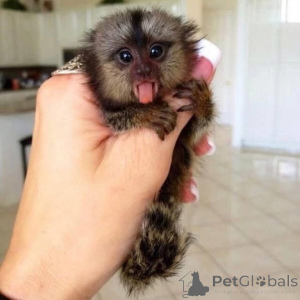 Photo №2 to announcement № 161697 for the sale of  - buy in Ukraine 