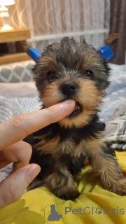 Photo №4. I will sell beaver yorkshire terrier, yorkshire terrier in the city of Vilnius. private announcement, from nursery - price - 518$