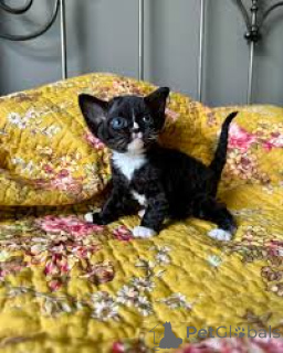 Photo №1. devon rex - for sale in the city of Vienna | 599$ | Announcement № 163805