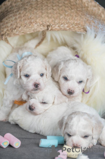 Additional photos: Bichon Friesian puppies