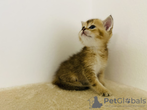 Additional photos: Golden British chinchillas with PP