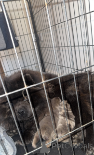 Photo №3. Lilac Merle and lilac chow chow puppies for sale. Hungary