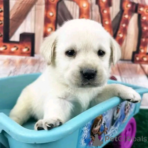 Photo №2 to announcement № 137166 for the sale of labrador retriever - buy in Germany breeder