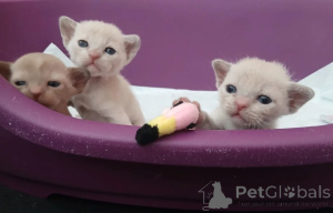 Photo №1. burmese cat - for sale in the city of Barsbüttel | 361$ | Announcement № 174533
