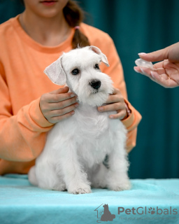 Photo №2 to announcement № 121772 for the sale of schnauzer - buy in Belarus from nursery