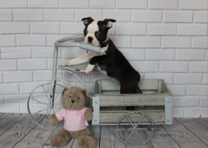 Photo №1. boston terrier - for sale in the city of Аугсбург | Is free | Announcement № 123649