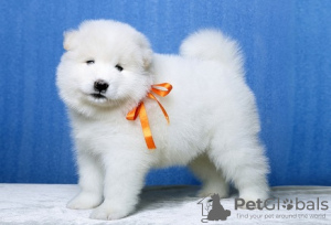 Photo №1. samoyed dog - for sale in the city of London | 317$ | Announcement № 94781
