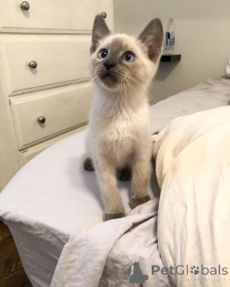 Photo №1. siamese cat - for sale in the city of ALINGSQ | 723$ | Announcement № 162969