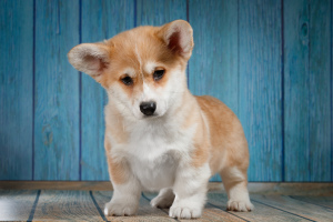 Photo №2 to announcement № 1844 for the sale of welsh corgi - buy in Russian Federation private announcement