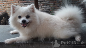 Photo №1. pomeranian - for sale in the city of Forbes Reef | 776$ | Announcement № 11006