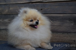 Additional photos: Pomeranian-Pomeranian Boo