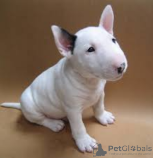 Photo №1. bull terrier - for sale in the city of Berlin | negotiated | Announcement № 97851