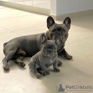 Photo №1. french bulldog - for sale in the city of Stockholm | negotiated | Announcement № 55677