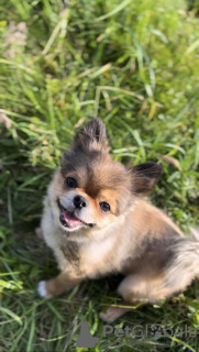 Photo №4. Mating non-pedigree dogs in Netherlands. Announcement № 133599